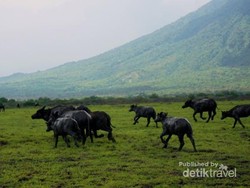 Terpesona Afrika di Taman Nasional Baluran