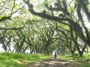 Terpesona Aura Magis Hutan De Djawatan