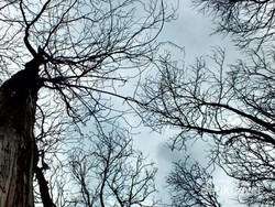 Terpesona Hutan ala Negeri Dongeng di Kendal