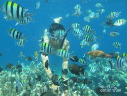Terpesona Indahnya Alam Bawah Laut Pantai Olele di Gorontalo