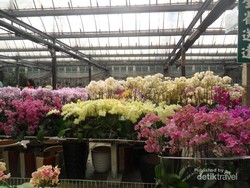 Terpesona Keindahan Anggrek di Taida Horticulture, Taiwan