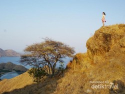 Terpesona Padang Rumput di Gili Lawa Darat, Flores