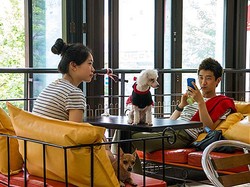 The Dog Cafe, Makan Bersama Anjing-anjing Lucu di Korsel