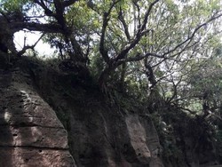 Tidak Hanya Green Canyon, Pangandaran Juga Punya Green Coral