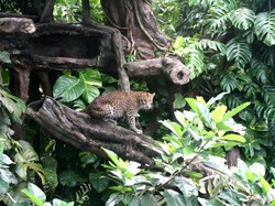 Tidak Hanya Pantai, Ada Satwa-satwa Lucu Juga di Bali
