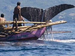 Tradisi Berburu Paus di Lamalera