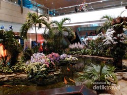 Transit di Bandara Changi, Bisa Lihat Taman Anggrek Cantik