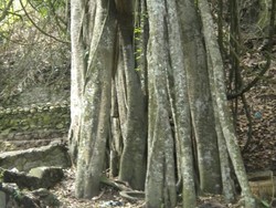 Trunyan, Kuburan Wangi Khas Bali