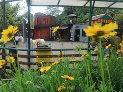 Ugh! Lucunya Biri-biri di Farmhouse Bandung