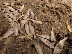 Unik! Ada Hujan Ikan di Kota Yoro, Honduras