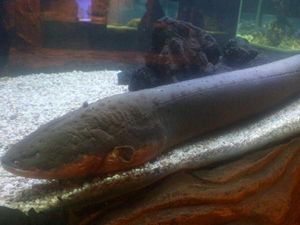 Uniknya Koleksi Satwa Air di Batu Secret Zoo