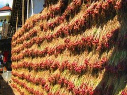 Uniknya Tembok Bawang di Lombok