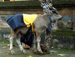 Wah! Ada Desa Untuk Sapi Putih di Bali