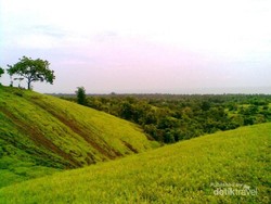 Wah! Bukit Teletubbies Ternyata Juga Ada di Bali