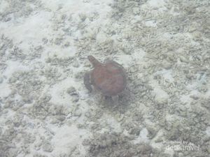 Wah, Ternyata 2 dari 7 Spesies Penyu Dunia Ada di Pulau Pram