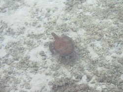 Wah, Ternyata 2 dari 7 Spesies Penyu Dunia Ada di Pulau Pram