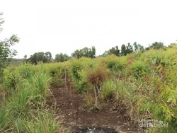 Weekend Beda di Gunungkidul, Susur Perkebunan Kayu Putih!