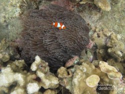 Weekend, Saatnya Bersenang-senang di Karimunjawa