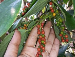 Wisata Beda di Bangka, Panen Lada