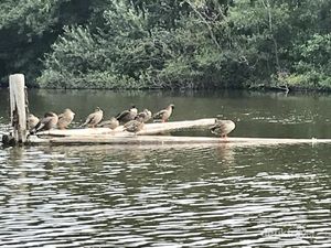 Wisata Dayung Saat Musim Panas di Belanda