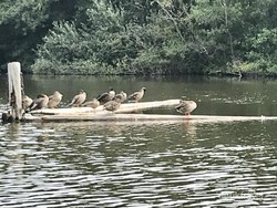 Wisata Dayung Saat Musim Panas di Belanda