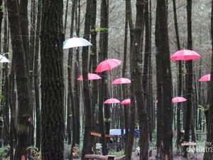 Wisata Hutan Pinus Semeru di Malang yang Kekinian