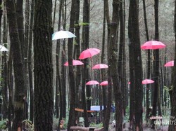 Wisata Hutan Pinus Semeru di Malang yang Kekinian