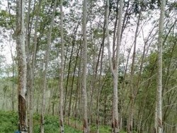 Wisata ke Kebun Karet di Bulukumba