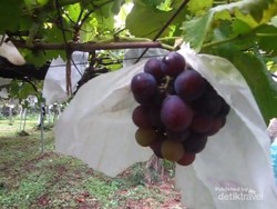 Wisata Kebun Buah di Jepang, Bisa Petik Sendiri & Makan Sepuasnya