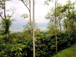 Wisata Kopi di Kampoeng Kopi Banaran, Semarang