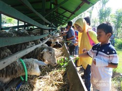 Wisata Peternakan di Aceh, Bisa Minum Susu Lho!