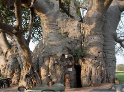 Wow! Ada Bar di Dalam Pohon Berumur 6.000 Tahun
