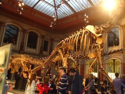 Wow! Kerangka Dinosaurus Terbesar di Dunia Ada di Berlin