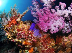 Wow! Pangeran William Pernah Diving di Maratua