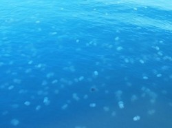 Wow, Pantai di Tegal Penuh Ubur-Ubur!