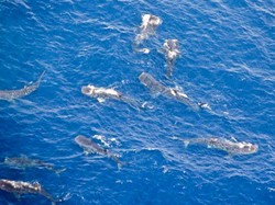 Wow, Ribuan Hiu Paus Akan Merapat ke Pesisir Meksiko!