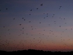 Wow! Ribuan Kelelawar Menghiasi Langit Flores