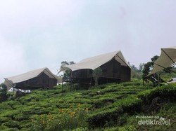 Yang Asyik di Ciwidey, Glamping di Alam Bebas