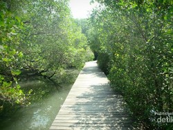 Yang Beda di Bali, Wisata Hutan Mangrove