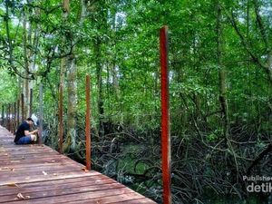 Yang Hijau-hijau di Wisata Mangrove Muara Badak