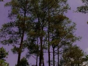 Yang Instagramable Dekat Merapi, Plunyon Kalikuning