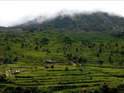 Yang Sejuk di Kendal, Kebun Teh Promasan Medini