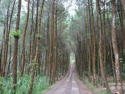 Yang Tengah Hits di Magelang, Hutan Pinus Kragilan