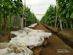 Yang Unik di Jember: Wisata Cerutu