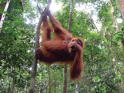 Yuk, Bertemu Orangutan di 4 Hutan Ini!