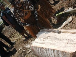 Yuk! Ikut Para Mama di Kaugapu Mengolah Sagu