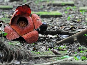 Yuk ke Kebun Raya Bogor, Bunga Rafflesia sedang Mekar