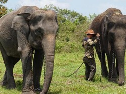 Yuk, Lihat Gajah di Taman Nasional Tertua di Indonesia!