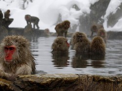 Yuk, Lihat Monyet Berendam Air Panas di Jigokudani!
