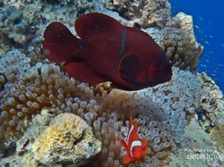 Yuk Selami Bawah Laut Bunaken